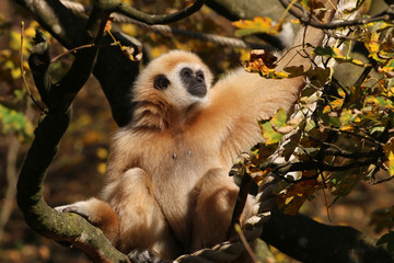 Gibbons (Hylobatidae) sitzt im Baum