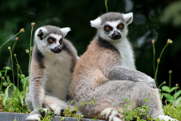 Katta (Lemur catta), Lemuren