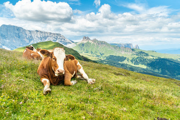 Fototapeta na wymiar Cows on green meadow in alpine valley in Santa Maddalena village, Val di Funes, Dolomiti Mountains, Italy