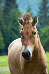 Obraz na płótnie Canvas Przewalski-Pferd (Equus ferus przewalskii) Hengst