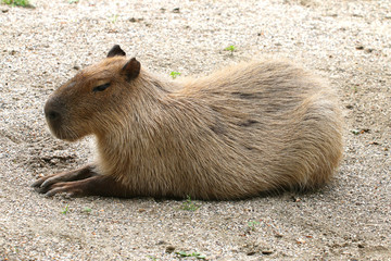 Agutis (Dasyprocta) Wildtier