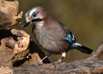 Eichelhaeher; Garrulus glandarius; jay;