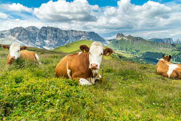 Naklejka premium Cows on green meadow in alpine valley in Santa Maddalena village, Val di Funes, Dolomiti Mountains, Italy