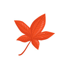 Hand drawn maple leaf. Red leaf isolated on white background.