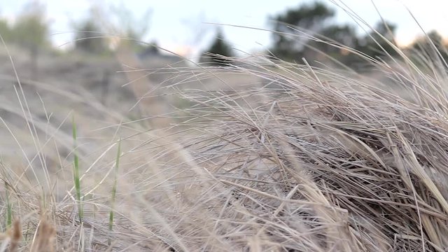 A slow pan shot of beachside grass. (This clip was shot on my Canon 80D with a 50mm f/1.8 prime lens in FullHD (1920x1080) in 60 fps, and slowed down to 24 fps in FCPX.)