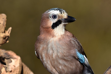 Eichelhaeher; Garrulus glandarius; jay;
