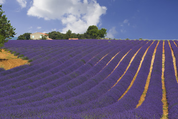Sea of lavender rows. The house on the horizon. Clouds.