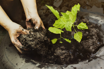 Planting young tree by man's hand gardeners to be planted into the soil with beautiful sun light in plantation field. Concept natural ecology.