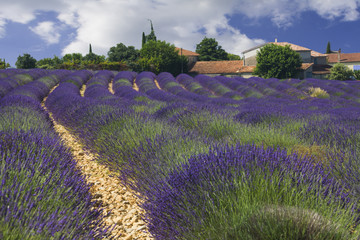 Fototapeta na wymiar Fluffy rows of lavender. Houses and greenery on the horizon