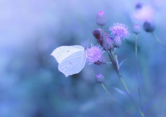 Soft focus butterfly on flowers in blue violet twilight
