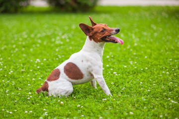 Dog sitting on the grass, Jack Russell Terrier