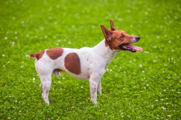 Jack Russell Terrier stands on the grass