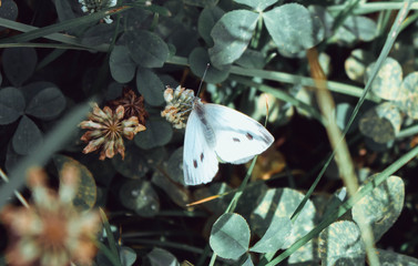 cabbage butterfly