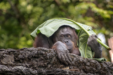 Naklejka premium Orangutans make umbrellas from leaves
