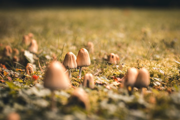 mushrooms growing in garden