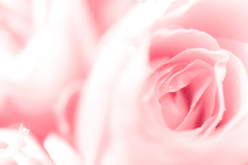 Sweet color of rose, soft light for valentine background