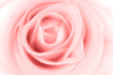 Obraz na płótnie Canvas Sweet color of rose, soft light for valentine background