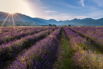 Fototapeta na wymiar French landscape - Drome. Sunrise over the fields of lavender in the Provence (France).