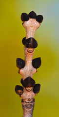 Esche; Eschenknospe; Fraxinus excelsior; ash bud