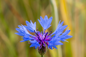 blaue Kornblume vor gelbem Hintergrund