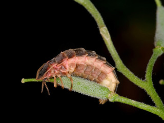 Firefly On wild flower (Lampyris sp.)