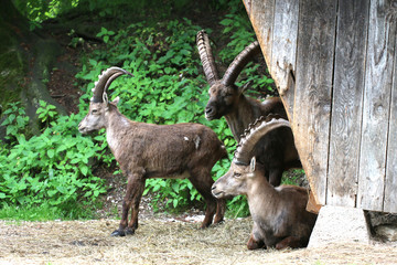 Alpensteinbock (Capra ibex) Gruppe
