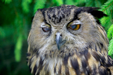 Waldohreule (Asio otus) 