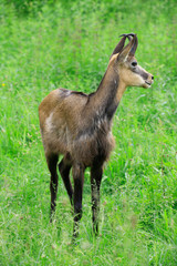 Steingeiß (Capra ibex) Weibchen