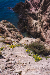 Selected maritim plants