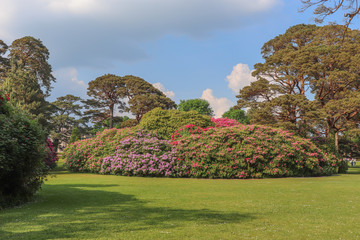 Fototapeta na wymiar Irlande - Kerry - Parc de Muckross et ses massifs de fleurs
