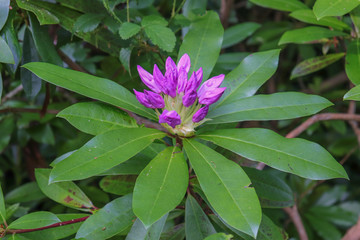 Bouton violet de fleur de Rhododendron