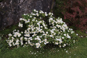Irlande - Jardins de Muckross - Massif de petites fleurs blanches