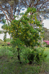 Cytise - Arbre à fleurs jaunes pendantes