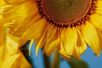 close up of beautiful yellow sunflower on blue