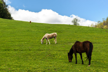 Fototapeta premium Three of a Kind