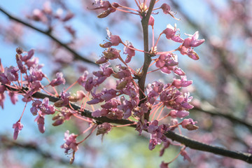 Pink Flowers