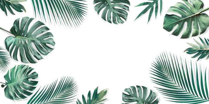 Fototapeta Tropical leaves set with white copy space background.Nature and summer concepts