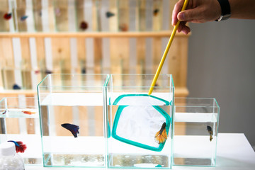 beautiful siamese betta fish in the glass and water near equipments