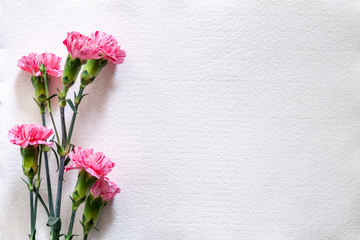 A bouquet of pink carnations on a blank white background from handmade paper