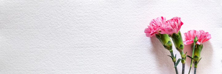 A bouquet of pink carnations on the left on a blank white background from handmade paper