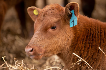 Fototapeta premium angus