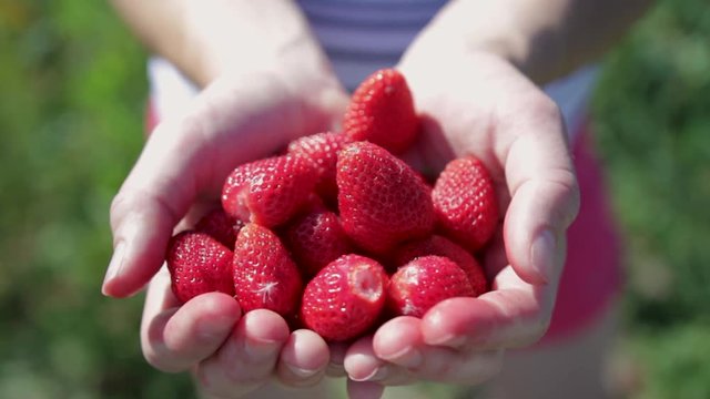Freshly picked strawberries held in hands.