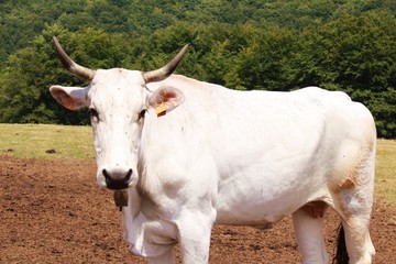 Ganado vacuno blanco en montaña