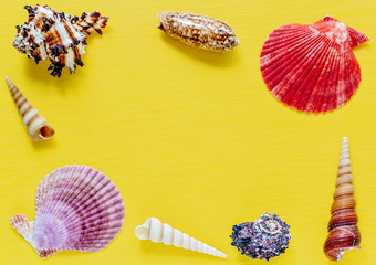 Shells on bright yellow. Beautiful summer background. Flat lay. Texture of the shells.