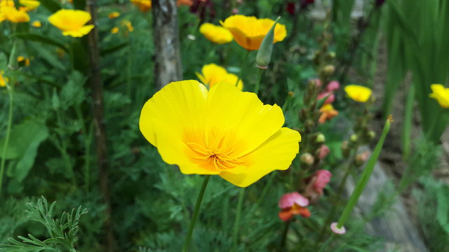 Fototapeta big yellow poppy flower close-up