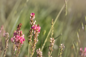 Fototapeta premium Esparcet pink flowers ,Onobrychis viciifolia