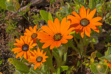 Five orange daisy wildflowers
