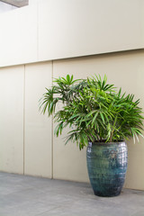 green plant decoration in office building