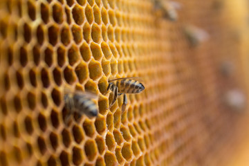 Honeycombs - hexagonal structure full of honey inside beehive with working bees.