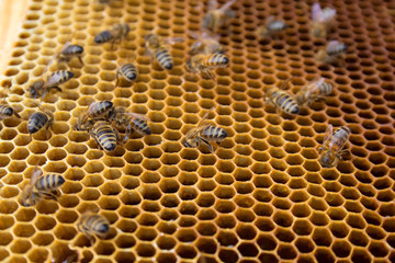 Honeycombs - hexagonal structure full of honey inside beehive with working bees.